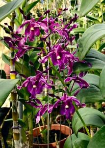 Dendrobium OSSEA 90th Anniversary