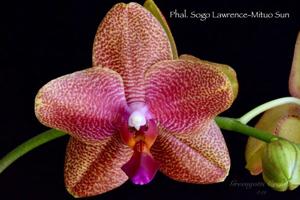 Phalaenopsis Sogo Lawrence-Mituo Sun