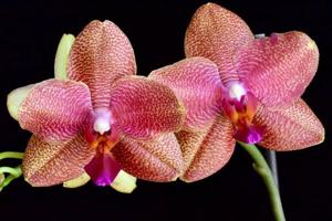 Phalaenopsis Sogo Lawrence-Mituo Sun