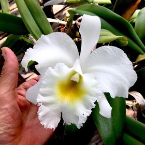 Rhyncholaeliocattleya Gatton Snowflake