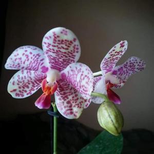 Phalaenopsis Sogo Spot