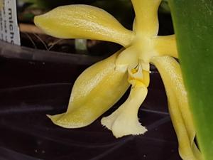 Phalaenopsis Margie Lane