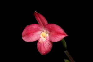 Phragmipedium Hanne Popow