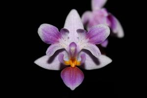 Phalaenopsis Sophie Rössler