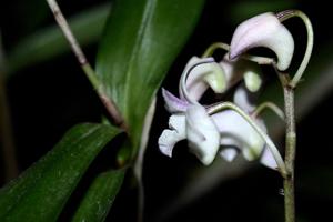 Dendrobium Sun Sprite