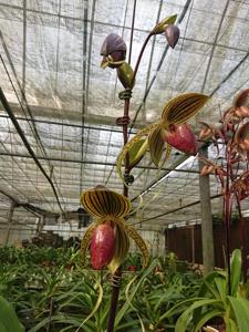 Paphiopedilum Hung Sheng Eagle