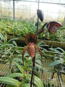 Paphiopedilum Hung Sheng Eagle