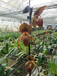 Paphiopedilum Hung Sheng Eagle