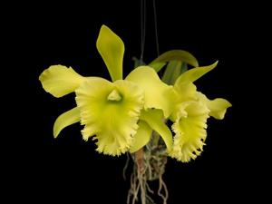 Rhyncholaeliocattleya Ports of Paradise