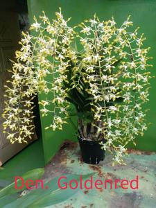 Dendrobium Goldenrod