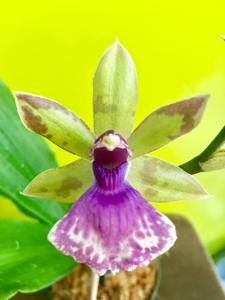 Zygonisia Snow Bird