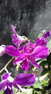 Dendrobium Lim Chong Min