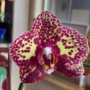 Phalaenopsis I-Hsin Yellow Leopard