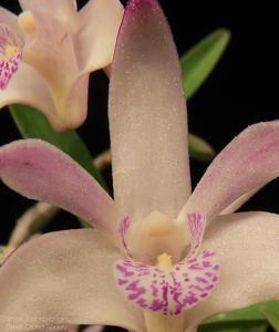 Dendrobium delicatum