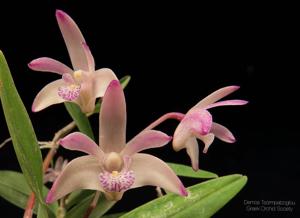 Dendrobium delicatum