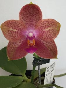 Phalaenopsis Nico Tiger Prince