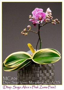 Phalaenopsis Sogo Vivien