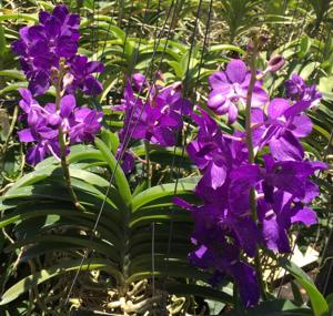 Vandachostylis Prapawan