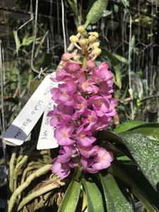 Vandachostylis Lilac Blossom