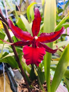 Oncostele Midnight Miracles