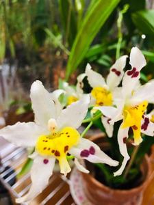 Oncidium Serendipity