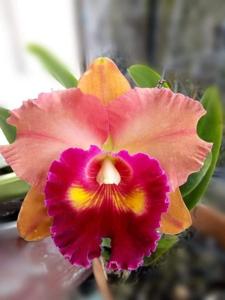 Rhyncholaeliocattleya Focus Taiwan