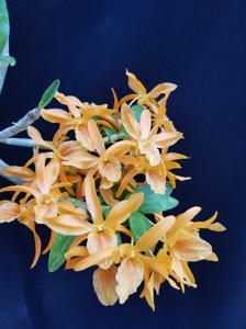 Dendrobium Stardust