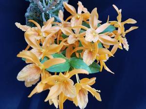 Dendrobium Stardust