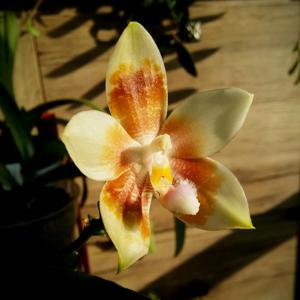 Phalaenopsis Yaphon Green Canary-tetraspis