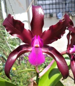 Laeliocattleya Mi Morena