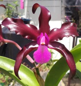 Laeliocattleya Mi Morena