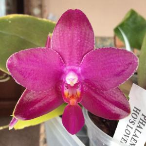 Phalaenopsis Ho's Lovely Amethyst