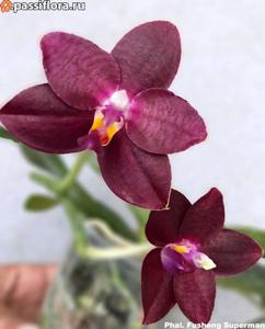 Phalaenopsis Fusheng's Super Man