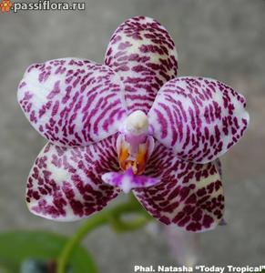 Phalaenopsis Natasha