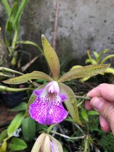 <i>Brassocattleya</i> Alpha Litto