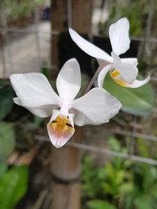 Phalaenopsis intermedia