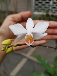 Phalaenopsis intermedia