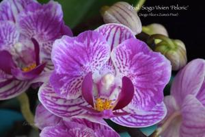 Phalaenopsis Sogo Vivien