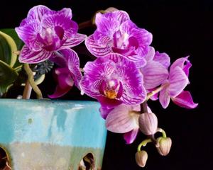 Phalaenopsis Sogo Vivien