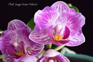 Phalaenopsis Sogo Vivien