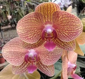 Phalaenopsis KV Beauty