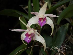 Dendrobium Ellen