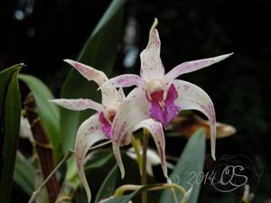 Dendrobium Ellen