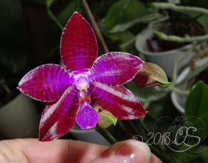 Phalaenopsis Yaphon Luedde-Star