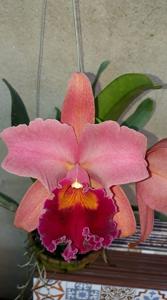 Rhyncholaeliocattleya Suzuki's Red Flare