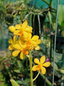 Vandaenopsis Pulcherrimin