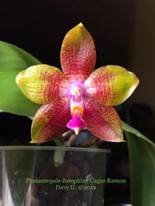 Phalaenopsis Josephine Cagas Ramon