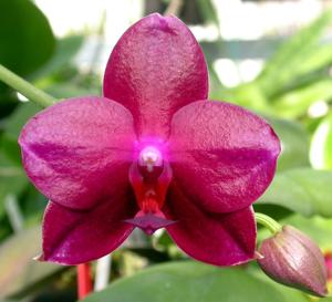 Phalaenopsis Texas Passion