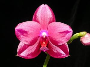 Phalaenopsis Texas Passion