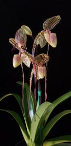 Paphiopedilum Shin-Yi's Pride